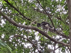 Accipiter trivirgatus