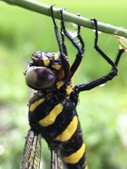 Anotogaster sieboldii