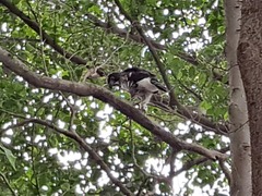 Accipiter trivirgatus