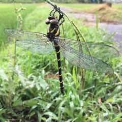Anotogaster sieboldii
