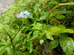 Commelina auriculata