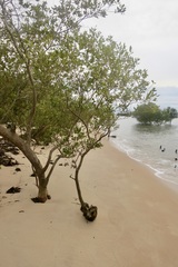 Avicennia marina