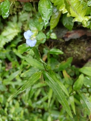 Commelina auriculata