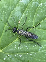 Tenthredo mesomela