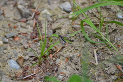 Tenthredopsis tarsata