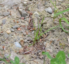 Tenthredopsis tarsata