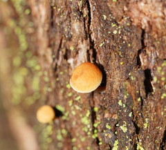 Gymnopilus eucalyptorum