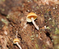 Gymnopilus eucalyptorum