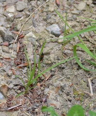 Tenthredopsis tarsata