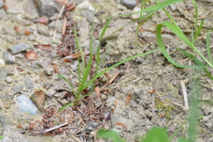 Tenthredopsis tarsata