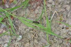 Tenthredopsis tarsata