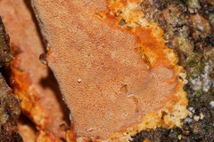 Gloeoporellus merulinus