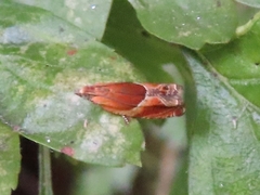Ancylis obtusana