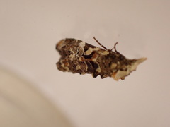 Phtheochroa rugosana