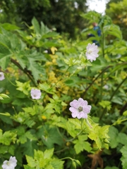 Geranium versicolor