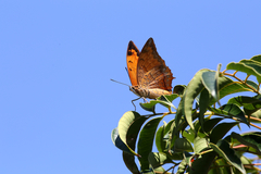 Charaxes marmax