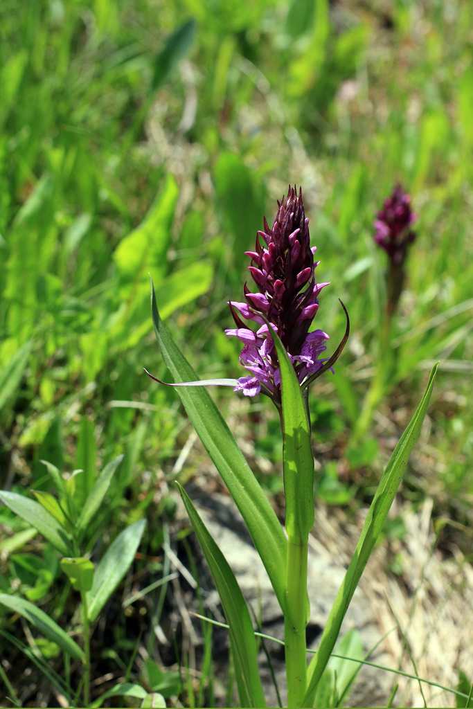Dactylorhiza armeniaca Hedrén