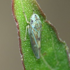 Graphocephala ignava