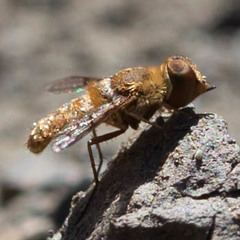 Lepidanthrax oribates