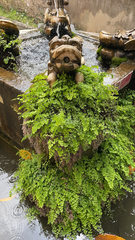 Adiantum capillus-veneris