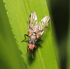 Otites formosa
