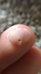 Semele bellastriata