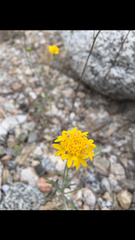 Descurainia tanacetifolia