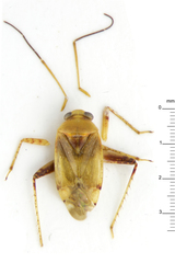 Anthophilolygus bakeri