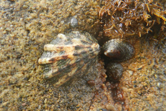 Lottia scabra