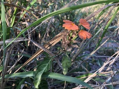 Crossandra fruticulosa, photograph (c) Caroline Voget, some rights reserved (CC BY)