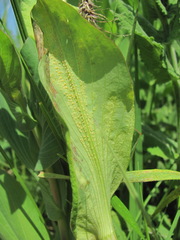 Puccinia bupleuri