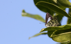 Tajuria maculata