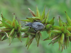 Phyllobius contemptus