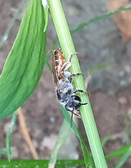 Andrena ventralis