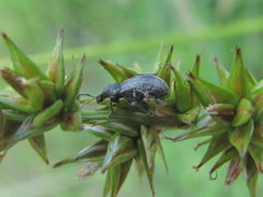 Phyllobius contemptus