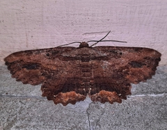 Menophra subplagiata