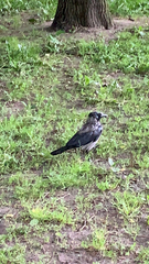 Corvus cornix