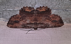 Menophra subplagiata