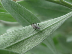 Macrosiphoniella soosi