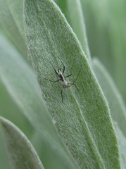 Macrosiphoniella soosi