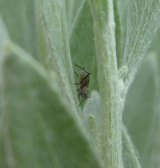 Macrosiphoniella soosi