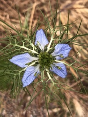 Nigella damascena