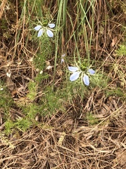 Nigella damascena