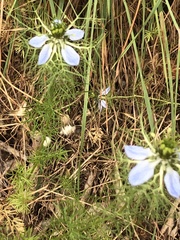 Nigella damascena