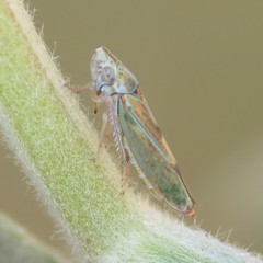 Graphocephala ignava