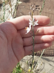 Asphodelus tenuifolius