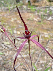 Caladenia clavescens
