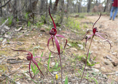 Caladenia clavescens
