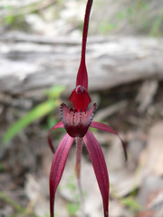 Caladenia clavescens