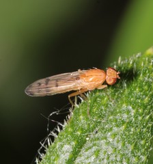 Opomyza florum